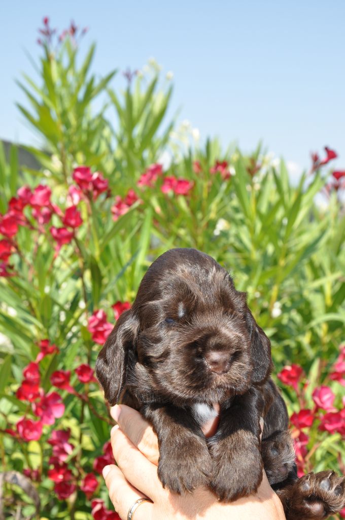 Marie-pierre Som - Chiots disponibles - Cocker Spaniel Anglais
