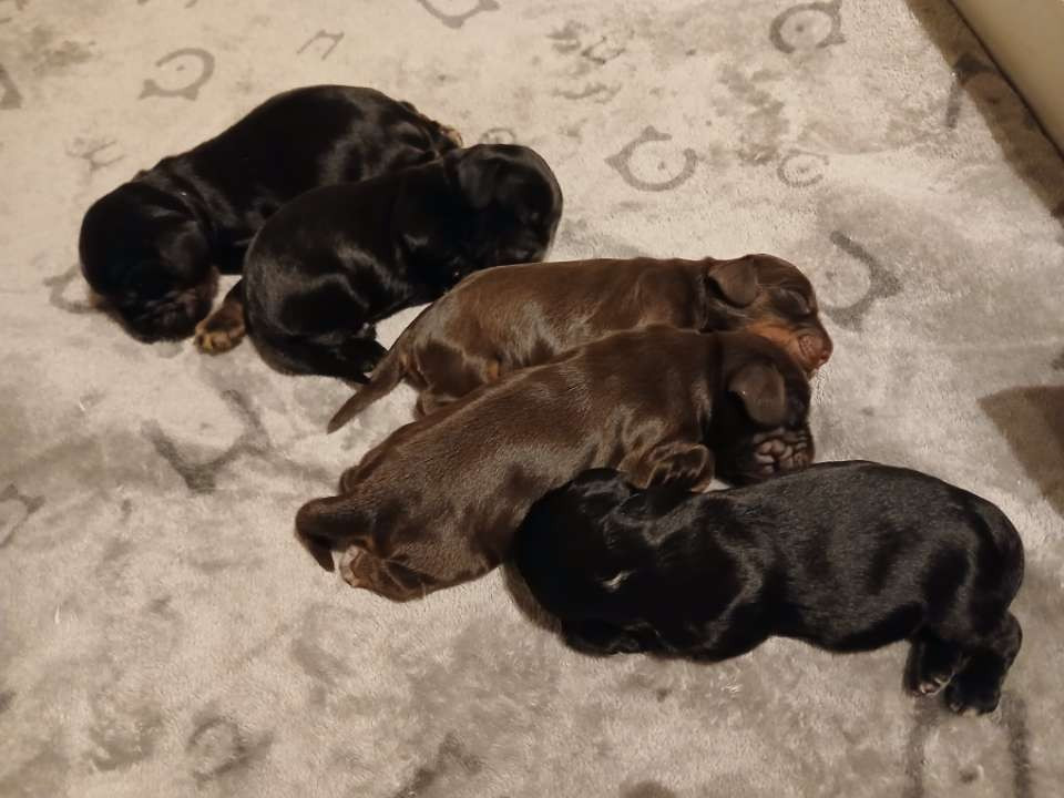 Chiot Cocker Spaniel Anglais du Berceau d'Éole