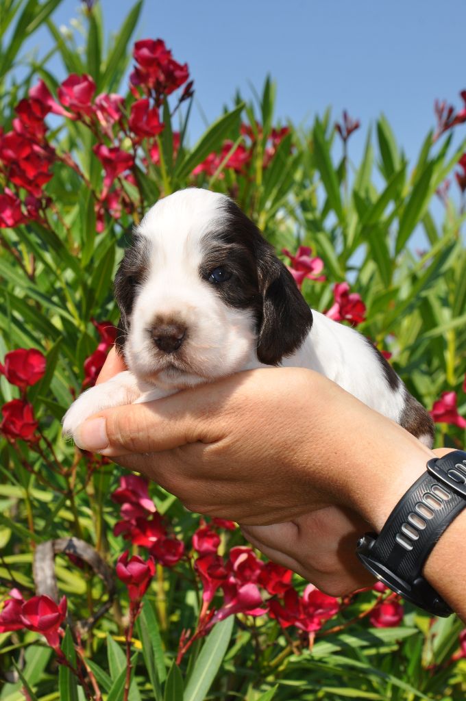 Marie-pierre Som - Chiots disponibles - Cocker Spaniel Anglais