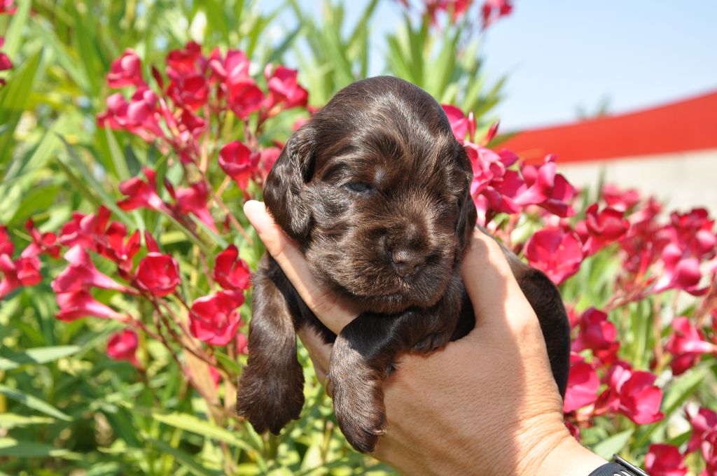 Marie-pierre Som - Chiots disponibles - Cocker Spaniel Anglais